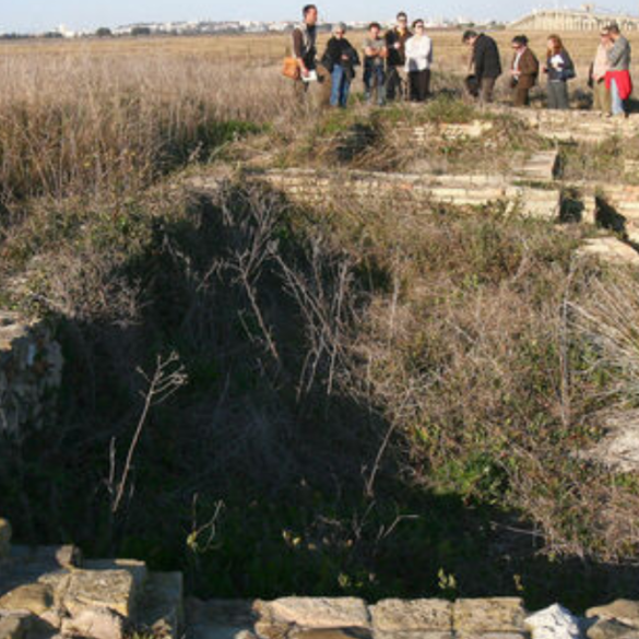 destacadas platalea (3)