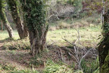 destacadas platalea (23)