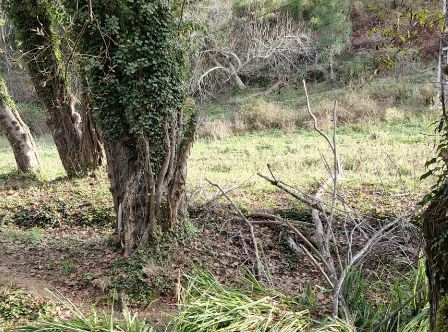 destacadas platalea (23)