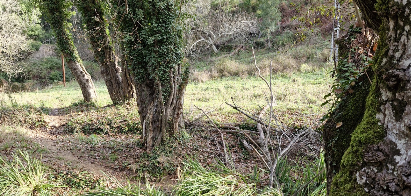 destacadas platalea (23)