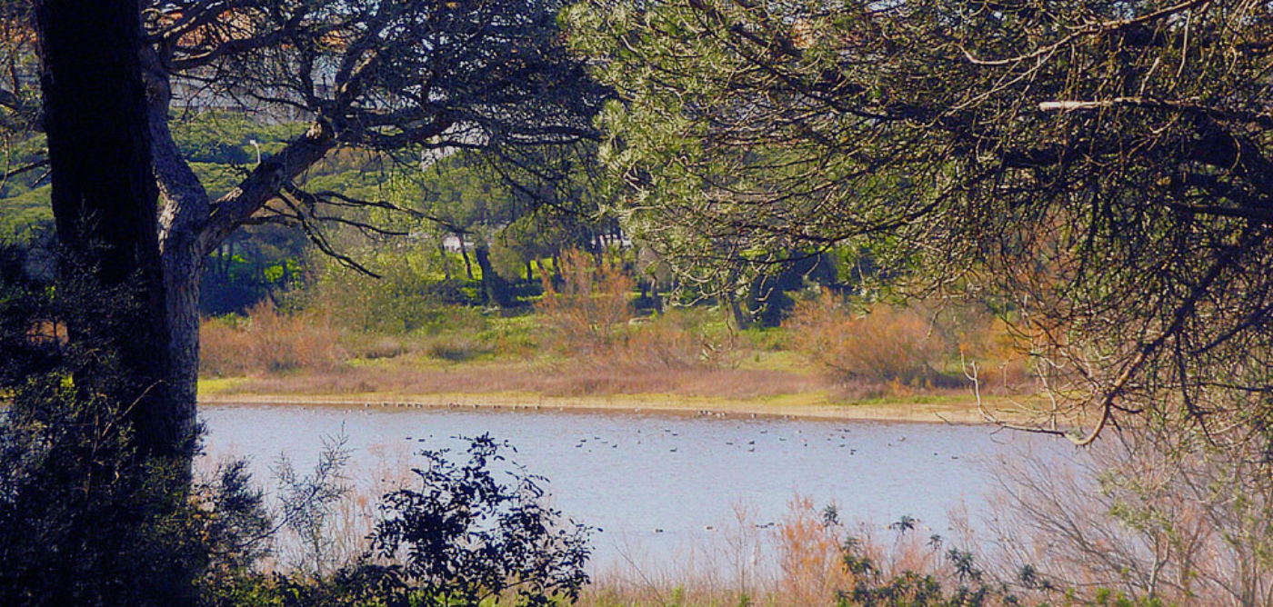 destacadas platalea (27)